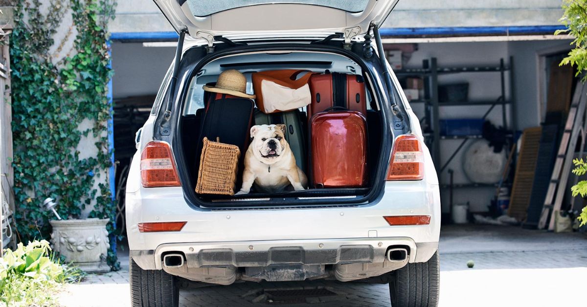 How to Travel With a Dog in a Car Safely and Comfortably